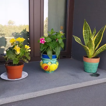 Il Calice Dell'etna * Passopisciaro