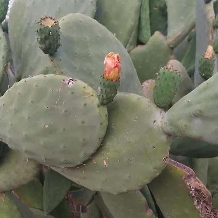 Сasa de vacaciones Il Calice Dell'etna Passopisciaro