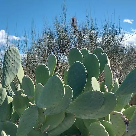 Il Calice Dell'etna *