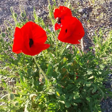 Il Calice Dell'etna Passopisciaro